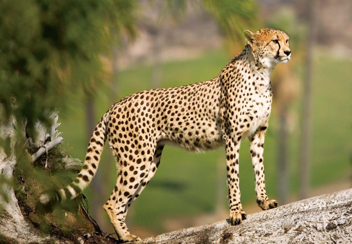 Cheetah