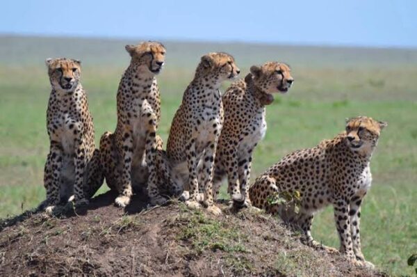 UGANDA, 5 Days Murchison Falls National Park Safari - Image 5