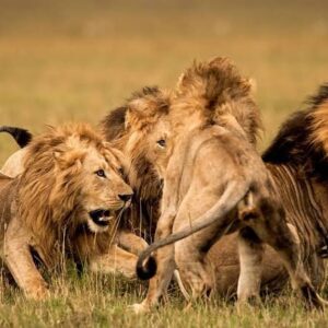 UGANDA, 5 Days Murchison Falls National Park Safari