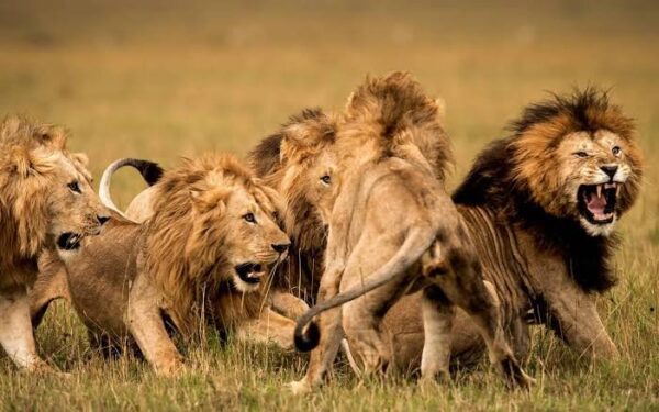 UGANDA, 5 Days Murchison Falls National Park Safari