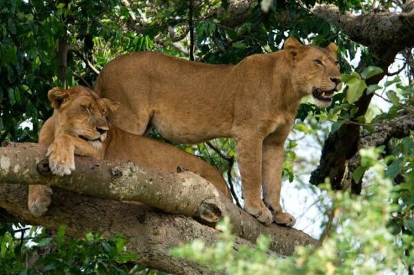 UGANDA, 5 Days Murchison Falls National Park Safari - Image 3